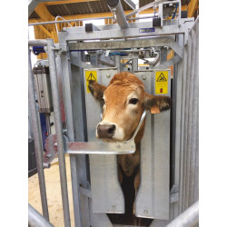 Pneumatic head scoop