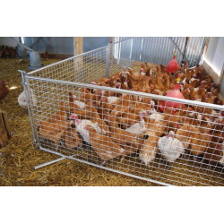 Wire-mesh poultry fencing