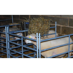 Single hay rack for sheep