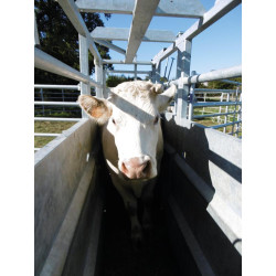 Hydraulic mobile cattle handling race