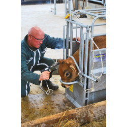 Mobile crush for calves