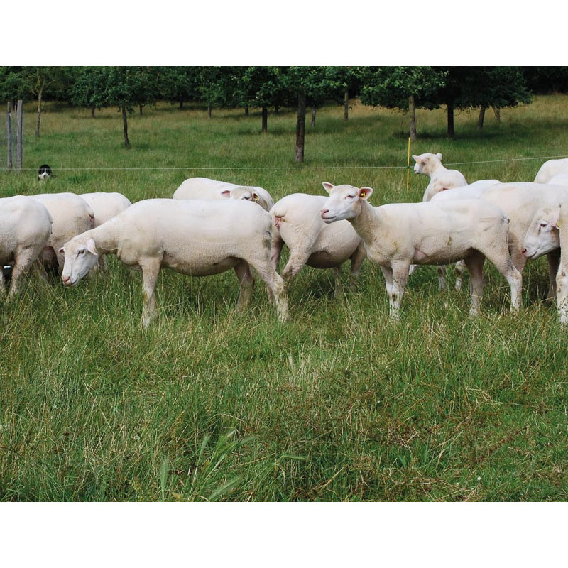 2 m double hay rack on feet for sheep and goats