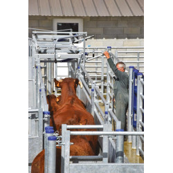 Cattle handling race module with posts to be embedded Cattle handling race module with posts to be embedded